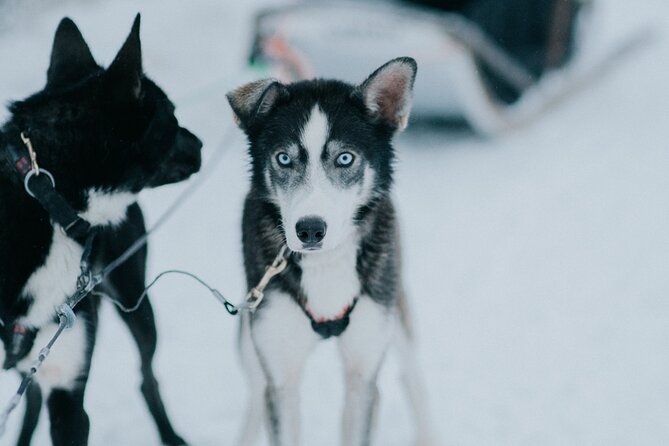 Family day: Reindeer, Husky and Snowmobiling in Levi - How much value do you get for $287.94?