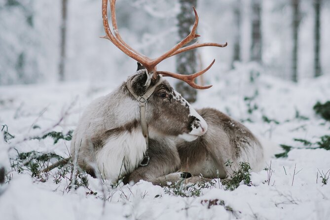 Family day: Reindeer, Husky and Snowmobiling in Levi - Meeting the reindeer at the farm