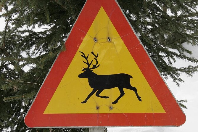 Forest Trail Reindeer Safari - A gentle introduction to Lapland by reindeer