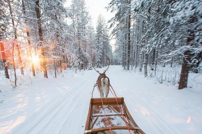 Forest Trail Reindeer Safari - The price: $225.18 and what you receive