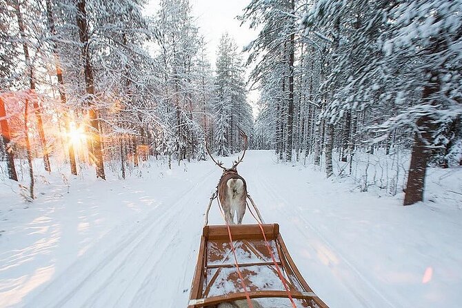 Forest Trail Reindeer Safari - Getting to Maakuntakatu 29 in Rovaniemi