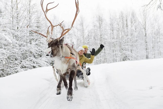 Forest Trail Reindeer Safari - Who will enjoy this safari most