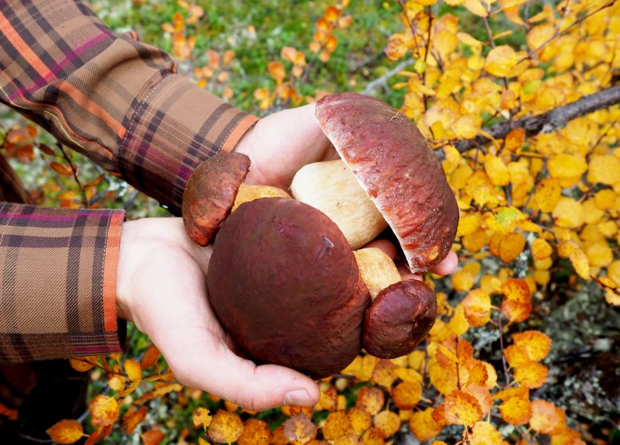 From Helsinki: Mushroom Hunting Tour in a National Park - Walking through Liesjärvi National Park