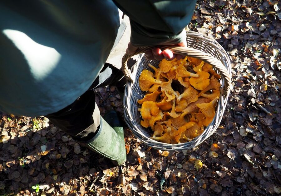 From Helsinki: Mushroom Hunting Tour in a National Park - Learning which mushrooms belong in your basket