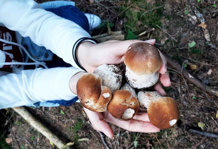 From Helsinki: Mushroom Hunting Tour in a National Park - Is $182 a fair price?