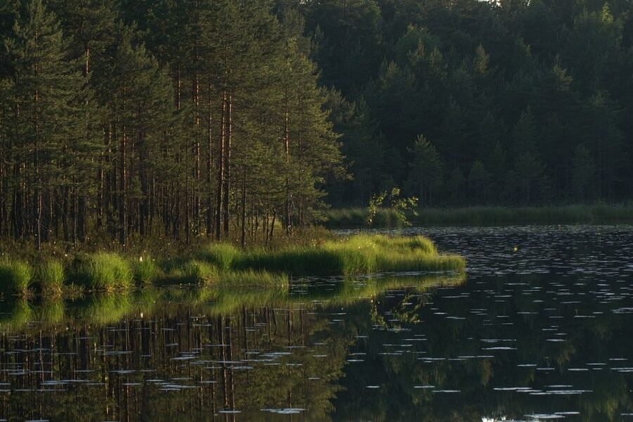 From Helsinki: Nuuksio National Park Half-Day Trip - Why Nuuksio makes a smart break from Helsinki
