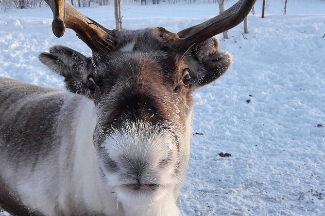 From Ivalo: Ice Fishing Safari to Lake Inari, reindeers & lunch - What the price of $186.04 includes