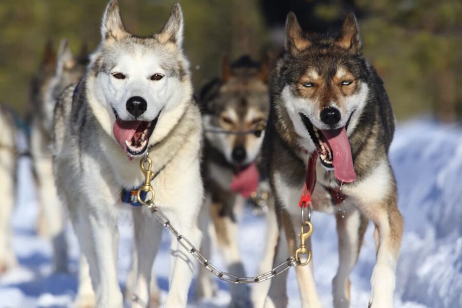 From Rovaniemi: 5km Husky Sleigh Ride - Leaving central Rovaniemi for the husky farm