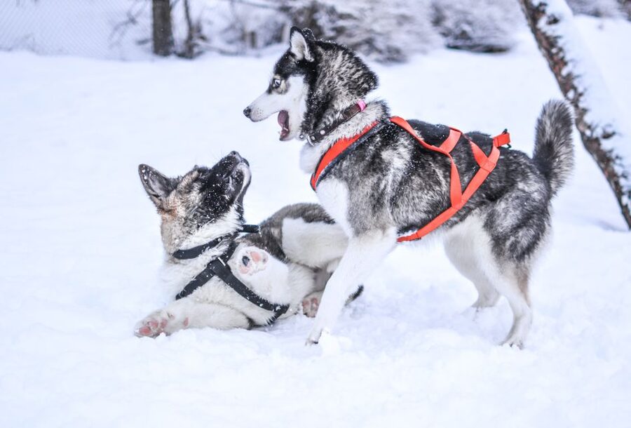 From Rovaniemi: 5km Husky Sleigh Ride - Languages, group size, and the overall pace