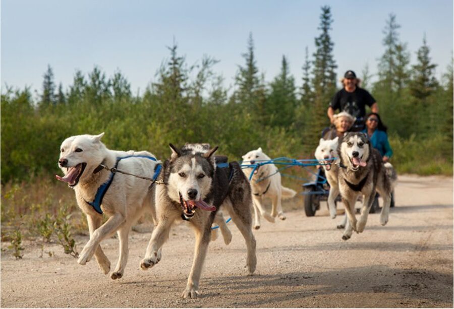 From Rovaniemi: Autumn Husky Safari Adventure - What Makes This Autumn Husky Safari Worth Considering