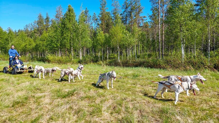 From Rovaniemi: Autumn Husky Safari Adventure - Riding the Carriage Through Autumn Forest