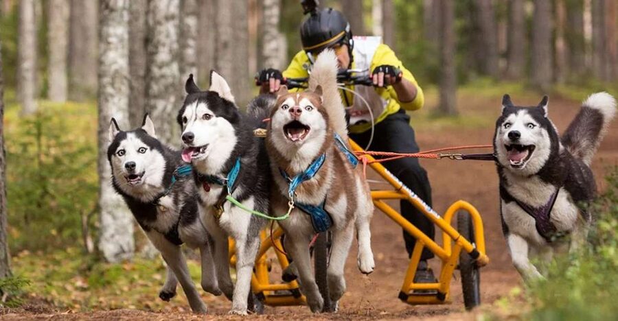 From Rovaniemi: Autumn Husky Safari Adventure - Understanding Training, Breeding, and Racing
