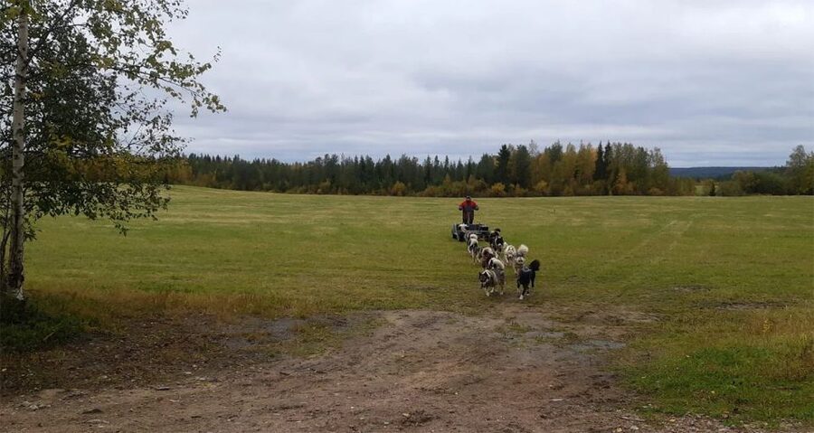 From Rovaniemi: Autumn Husky Safari Adventure - Blueberry Juice and Gingerbread in Lapland