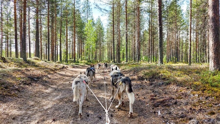 From Rovaniemi: Autumn Husky Safari Adventure - Weather Rules and Animal Welfare