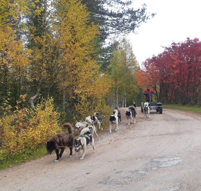 From Rovaniemi: Autumn Husky Safari Adventure - Meeting the Sled Dogs Before the Ride