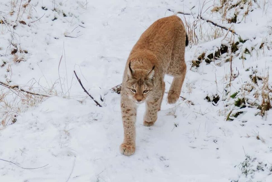 From Rovaniemi: Family Friendly Visit to Ranua Wildlife Park - Key points to know before you book