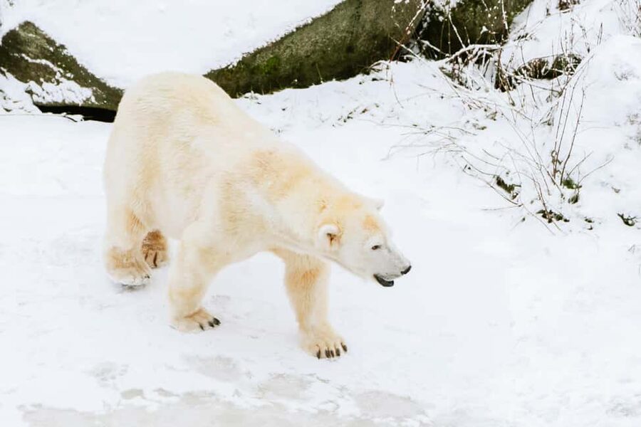 From Rovaniemi: Family Friendly Visit to Ranua Wildlife Park - Why Ranua Wildlife Park makes sense from Rovaniemi