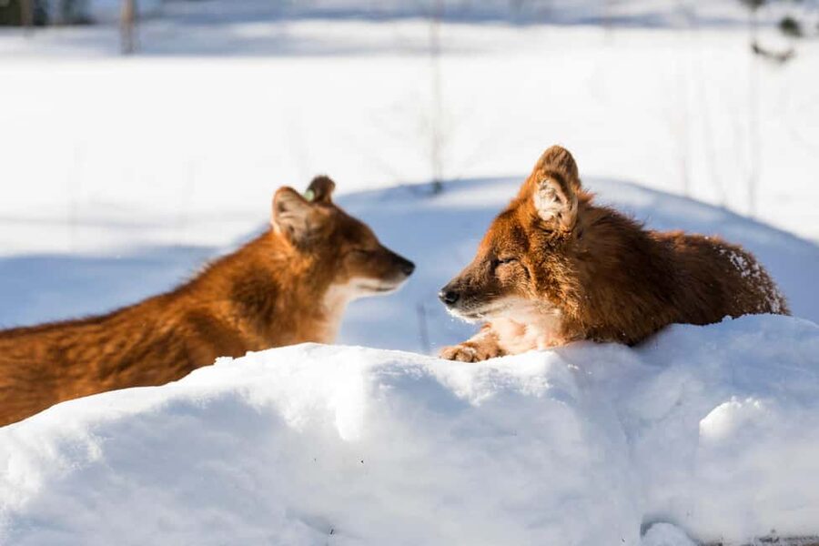 From Rovaniemi: Family Friendly Visit to Ranua Wildlife Park - Is $147 per person a fair price?