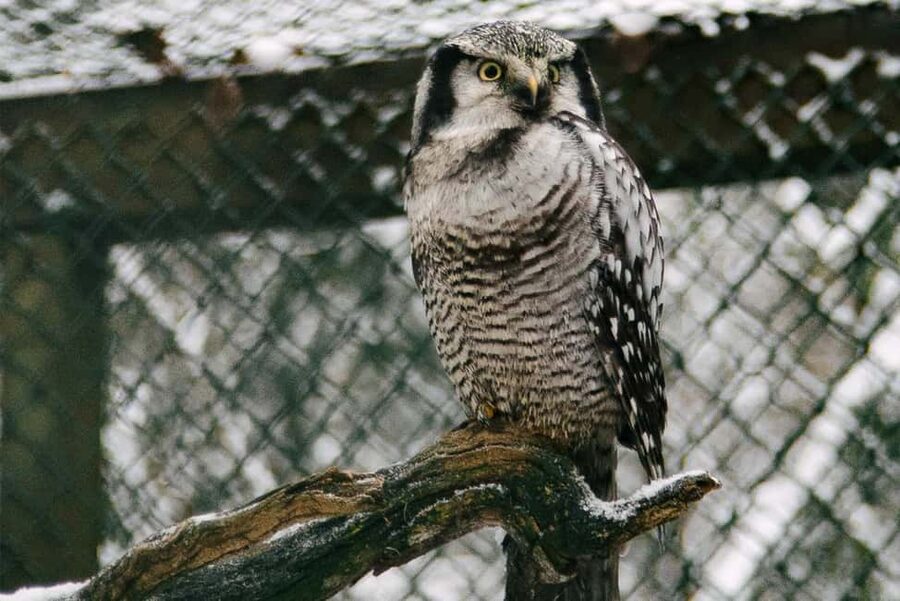 From Rovaniemi: Family Friendly Visit to Ranua Wildlife Park - What to wear and what to expect on the walk