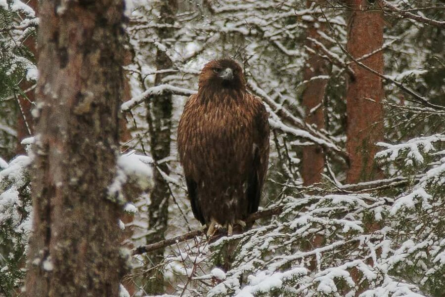 From Rovaniemi: Family Friendly Visit to Ranua Wildlife Park - Who should book this Ranua trip?