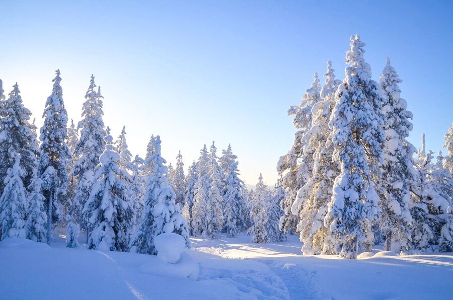 From Rovaniemi: Guided Lapland Snowmobile Adventure - Stops for hilltop views and quiet photographs