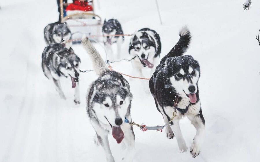 From Rovaniemi: Husky and Reindeer farm with sled ride - Two Arctic farms, two very different moods