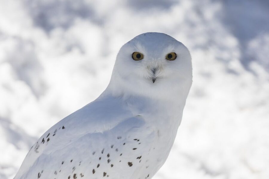 From Rovaniemi: Ranua Wildlife Park Experience - Key Points Before You Book