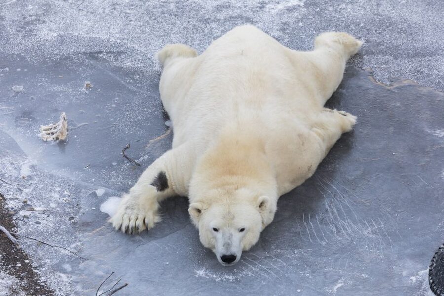 From Rovaniemi: Ranua Wildlife Park Experience - Practical Tips for a Better Day
