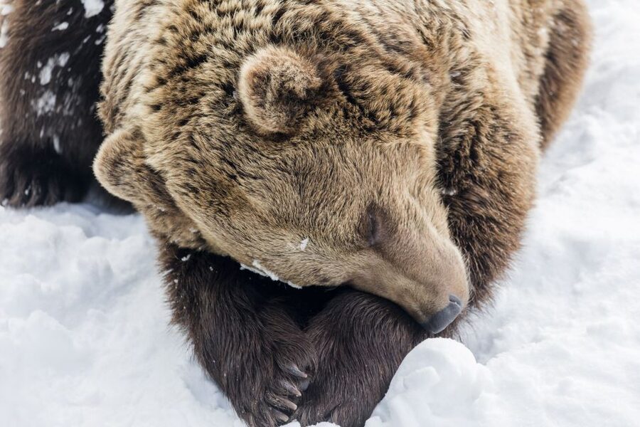 From Rovaniemi: Ranua Wildlife Park Experience - Walking the 2.5-Kilometer Forest Route