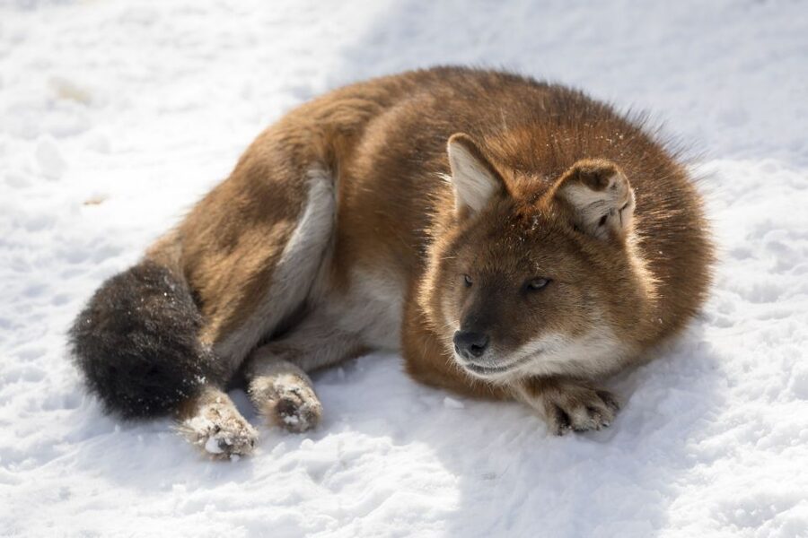 From Rovaniemi: Ranua Wildlife Park Experience - Arctic Animals, From Lynx to Moose