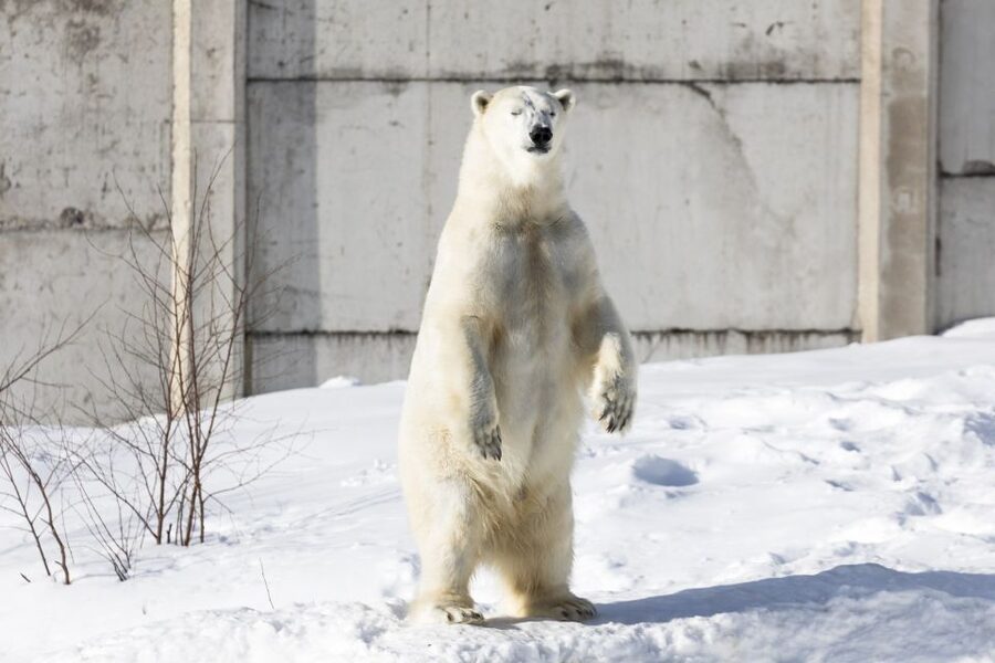 From Rovaniemi: Ranua Wildlife Park Experience - Lunch Inside the Park