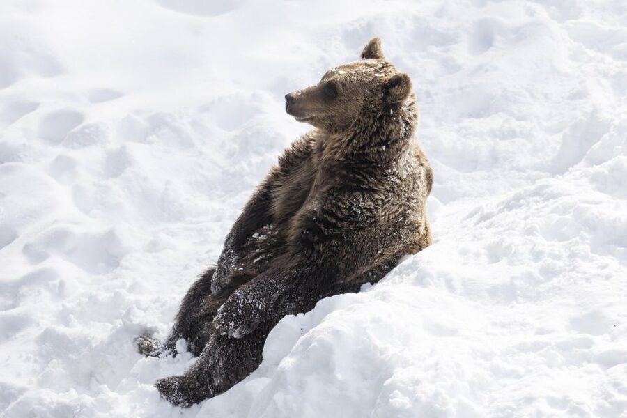 From Rovaniemi: Ranua Wildlife Park Experience - Free Time for Chocolate and Small Purchases