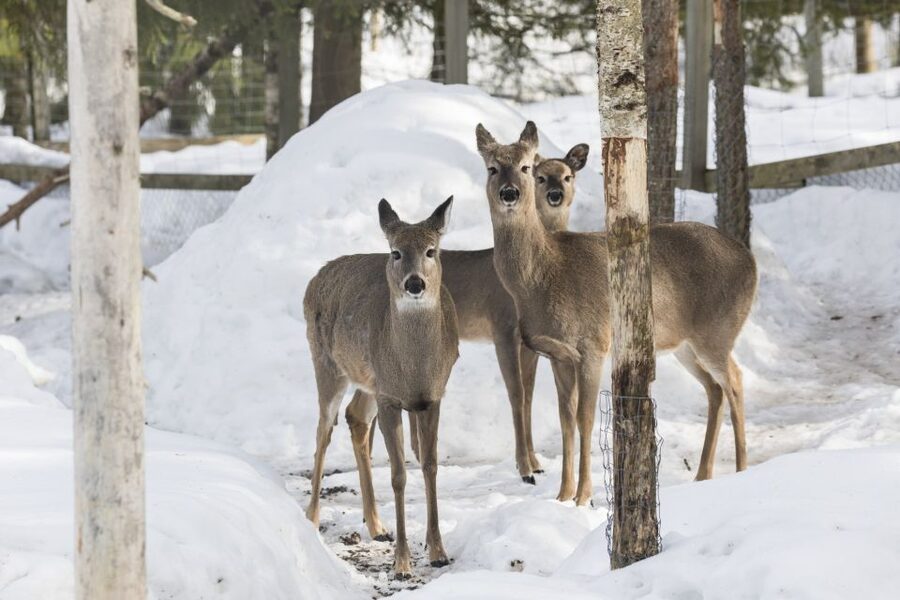 From Rovaniemi: Ranua Wildlife Park Experience - Is $247 a Good Value?
