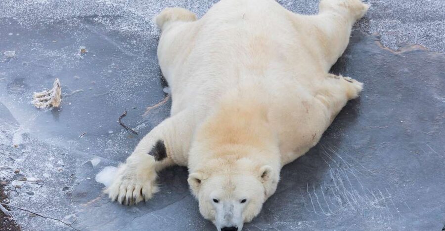 From Rovaniemi: Ranua Wildlife Park Experience - Entering Ranua Wildlife Park