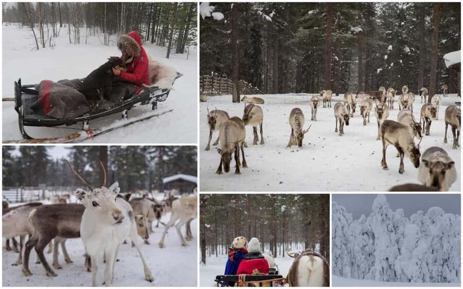 From Rovaniemi: Reindeer Farm Visit with Sleigh Ride - Who will enjoy this outing most