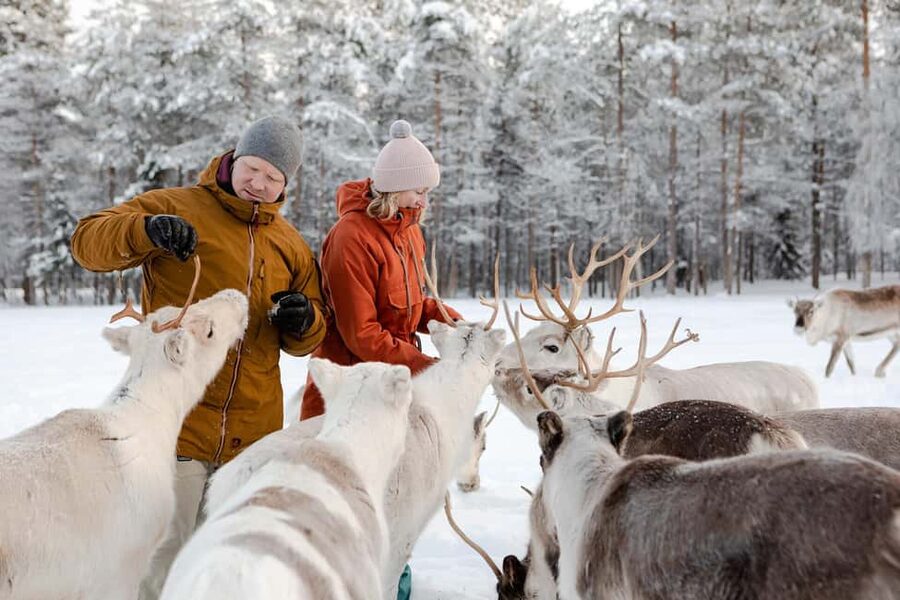 From Rovaniemi: Reindeer Farm Visit with Sleigh Ride - Final verdict: should you book it?