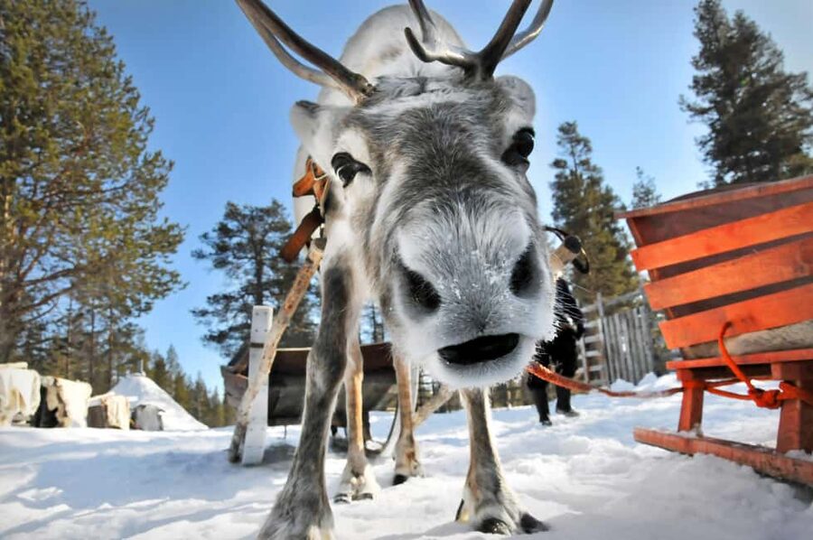 From Rovaniemi: Reindeer Farm Visit with Sleigh Ride - Meeting the reindeer herd