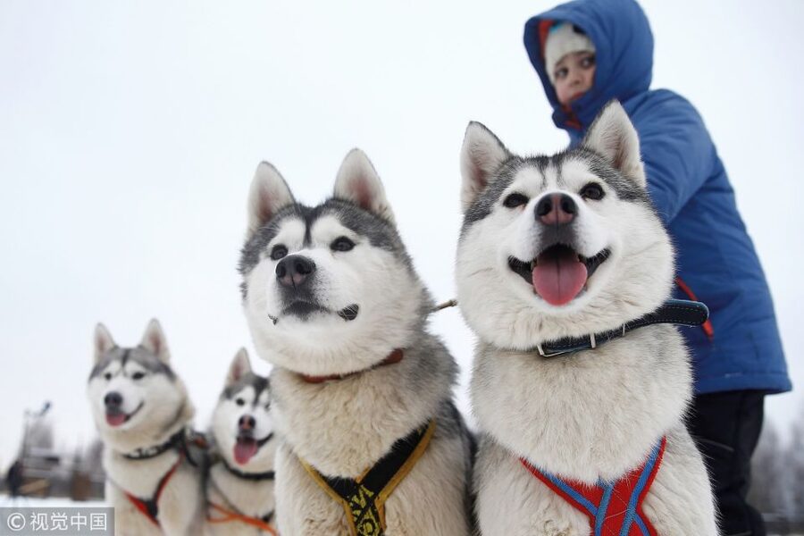 From Rovaniemi: Self-Driven 10km Husky Sled Ride - Leaving Rovaniemi for the husky farm