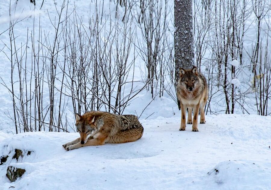 From Rovaniemi: Tour to Ranua Wildlife Park - Key points before you book