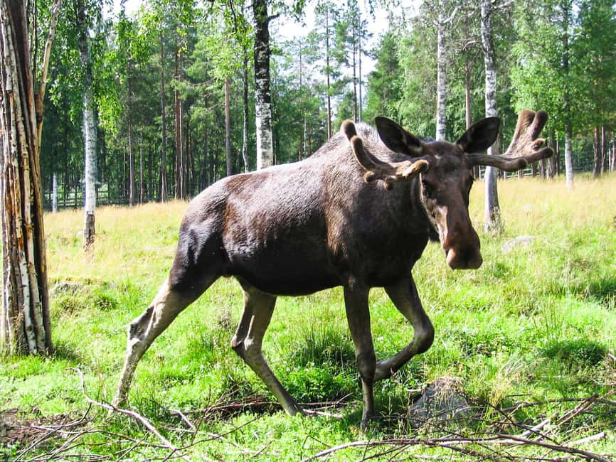 From Rovaniemi: Visit Wildlife Park in Ranua - Key points to know before you go