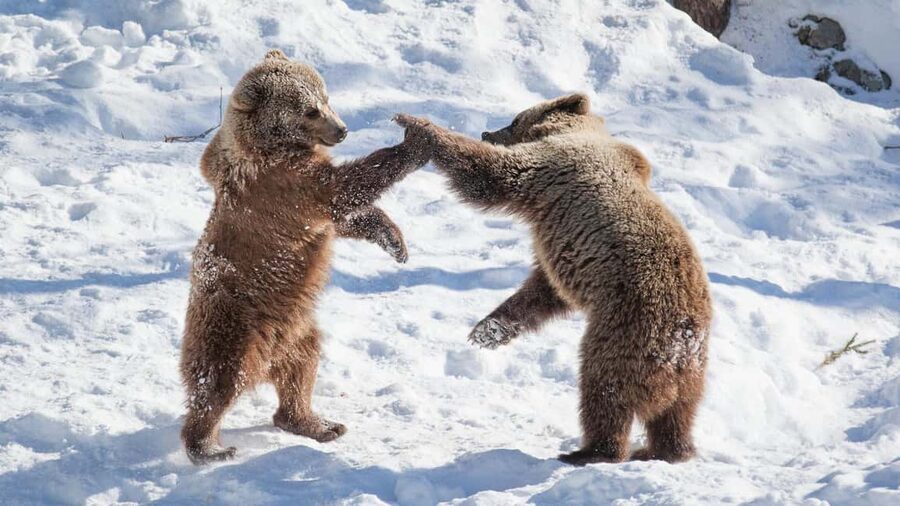From Rovaniemi: Visit Wildlife Park in Ranua - Leaving Rovaniemi by comfortable minibus