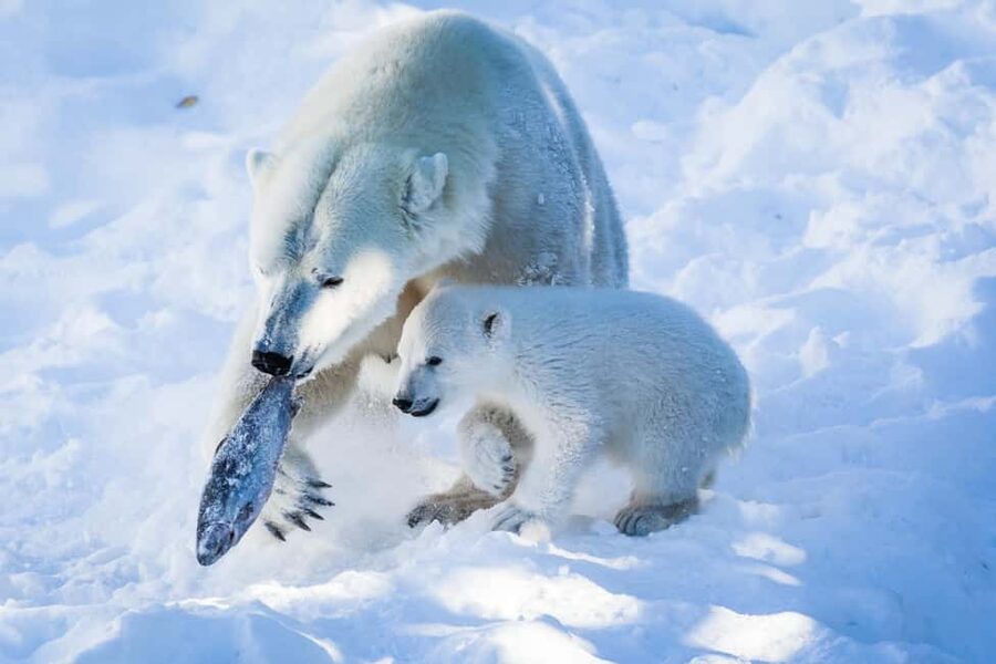From Rovaniemi: Visit Wildlife Park in Ranua - Meeting polar bears and other Arctic species
