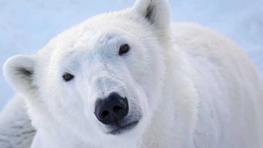 From Rovaniemi: Visit Wildlife Park in Ranua - Walking through the magical Arctic setting