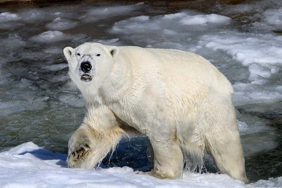 From Rovaniemi: Visit Wildlife Park in Ranua - Who should book this Ranua trip?