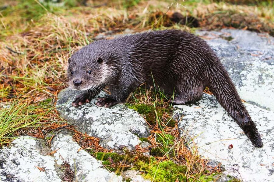 From Rovaniemi: Visit Wildlife Park in Ranua - Should you book it?