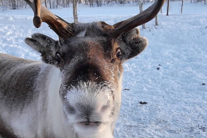 From Saariselkä: Ice Fishing Tour to Lake Inari, reindeers &lunch - Feeding reindeer before the ride home