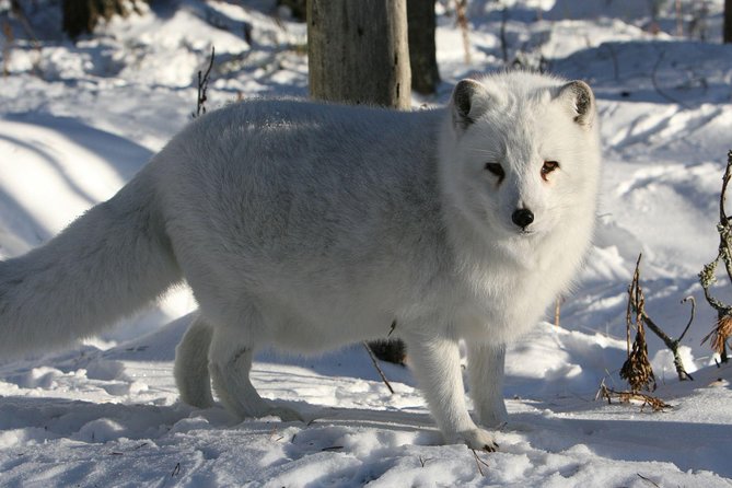Full Day Lapland Tour, including Lunch and Dinner - Who will enjoy this most