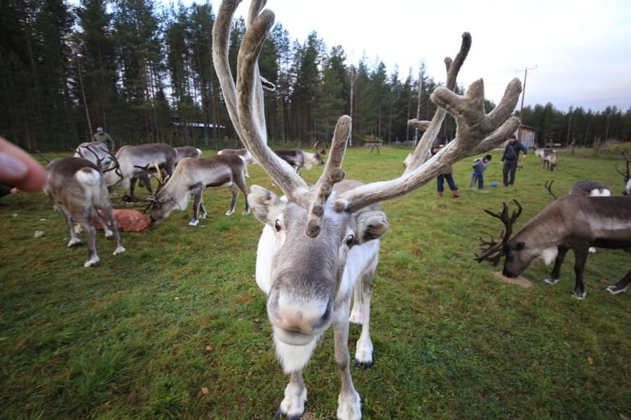 Full day: Reindeer Farm, Santa Claus Village & Husky Park - A short Lapland day with three big attractions