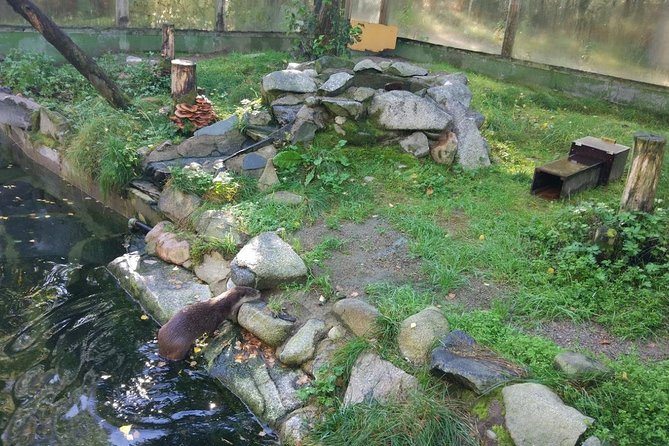 Guided Ranua Wildlife Park tour with Lunch, Small group adventure - The animals you are most likely hoping to see