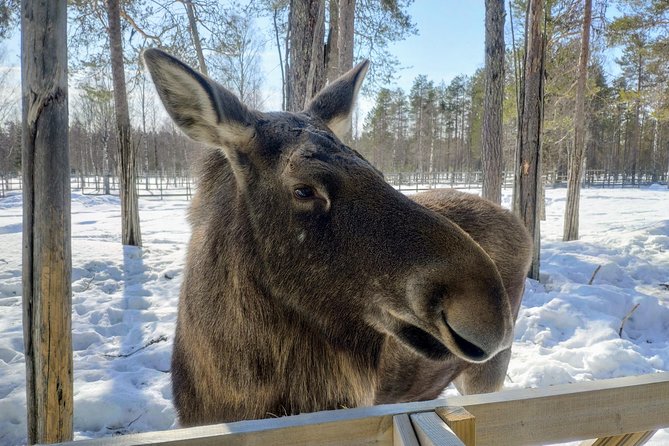 Guided Ranua Wildlife Park tour with Lunch, Small group adventure - What the guide adds to the visit